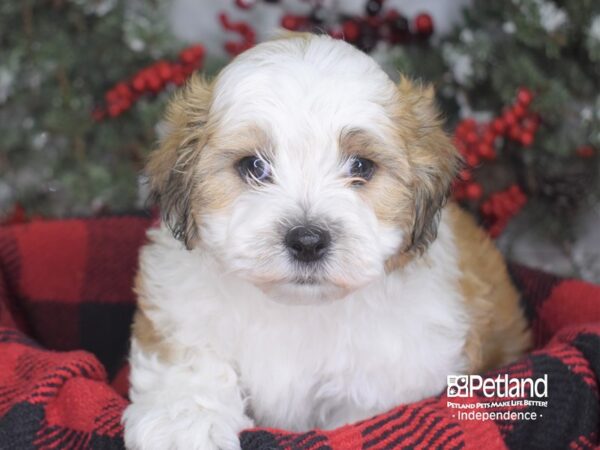 Shorkie Tzu-DOG-Male-Gold-3598-Petland Lee's Summit, MO