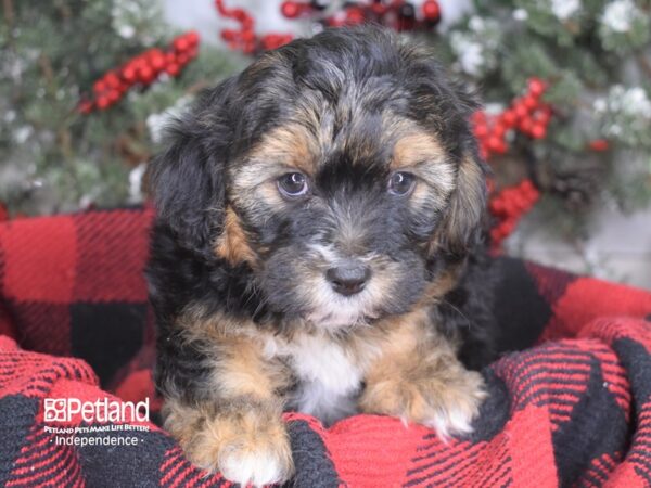 Shorkie Tzu-DOG-Male-Black-3595-Petland Lee's Summit, MO