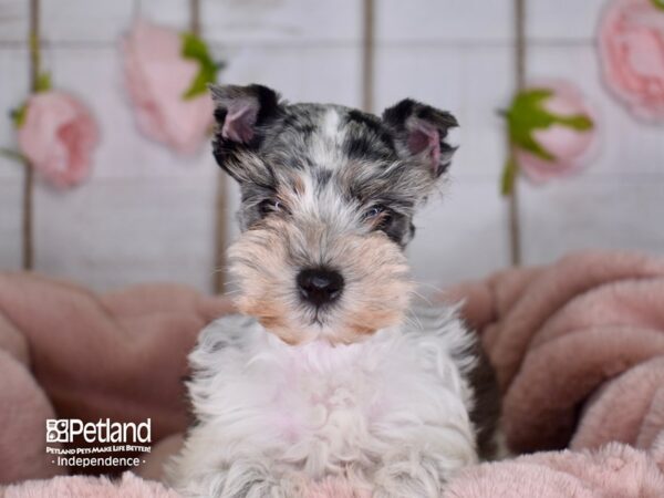 Miniature Schnauzer-DOG-Female-Blue Merle-3602-Petland Lee's Summit, MO