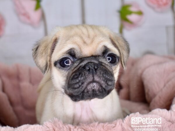 Pug-DOG-Male-Fawn-3609-Petland Lee's Summit, MO