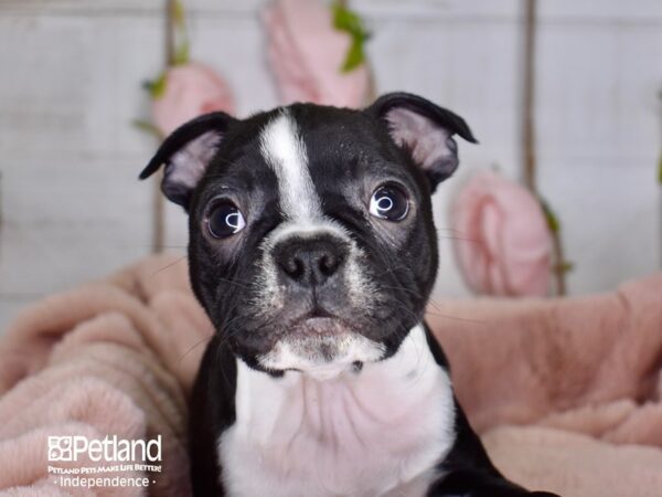 Boston Terrier-DOG-Male-Black and White-3607-Petland Lee's Summit, MO