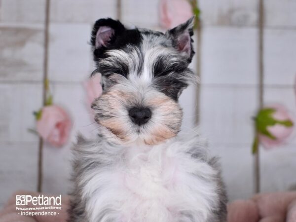 Miniature Schnauzer-DOG-Male-Blue Merle-3600-Petland Lee's Summit, MO