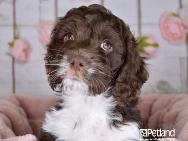 Cockapoo-DOG-Male-Chocolate & White-3594-Petland Lee's Summit, MO
