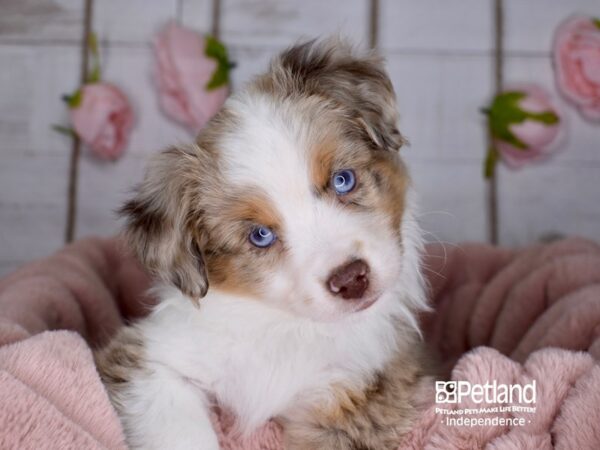 Toy Australian Shepherd-DOG-Male-Red Merle-3610-Petland Lee's Summit, MO