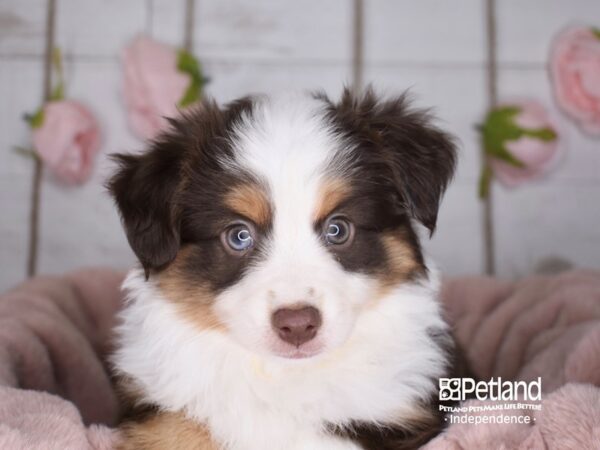 Toy Australian Shepherd-DOG-Male-Red Tri-3611-Petland Lee's Summit, MO