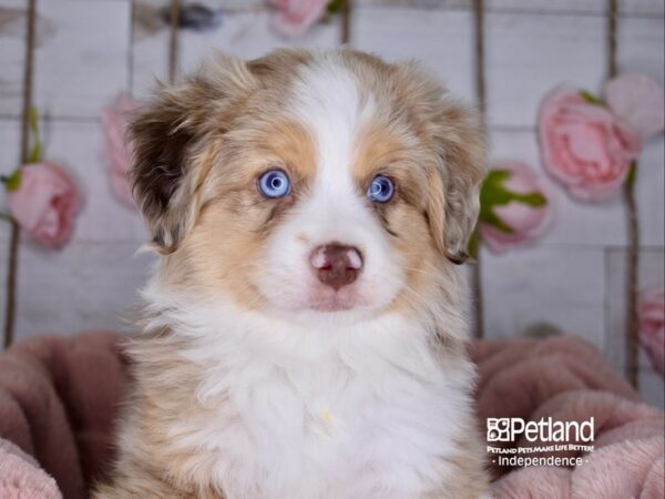 Toy Australian Shepherd-DOG-Male-Red Merle-3612-Petland Lee's Summit, MO