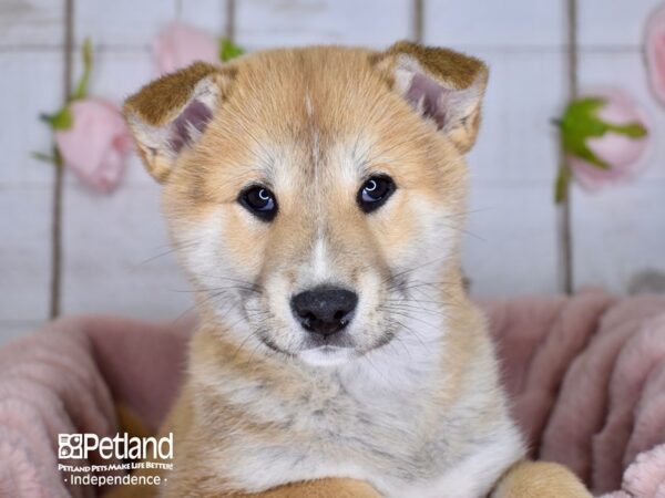 Shiba Inu-DOG-Male-Red Sesame-3603-Petland Lee's Summit, MO