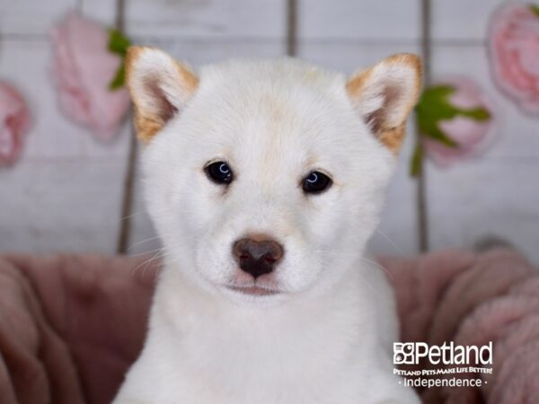 Shiba Inu-DOG-Female-Cream-3606-Petland Lee's Summit, MO