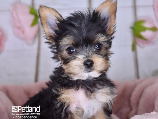 Yorkshire Terrier-DOG-Male-Black and Tan-3585-Petland Lee's Summit, MO