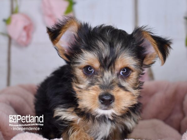 Yorkshire Terrier-DOG-Female-Black and Tan-3584-Petland Lee's Summit, MO