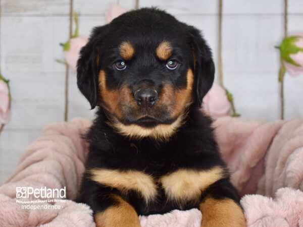 Rottweiler-DOG-Female-Black & Mahogany-3616-Petland Lee's Summit, MO