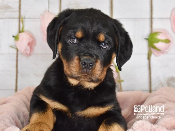 Rottweiler-DOG-Male-Black & Mahogany-3615-Petland Lee's Summit, MO
