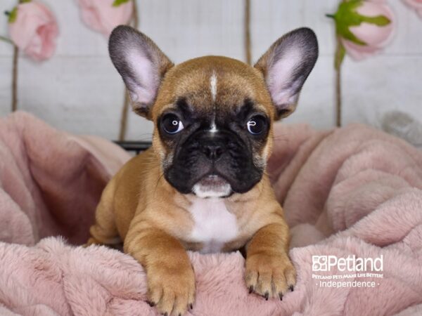 French Bulldog-DOG-Female-Fawn Black Mask-3614-Petland Lee's Summit, MO