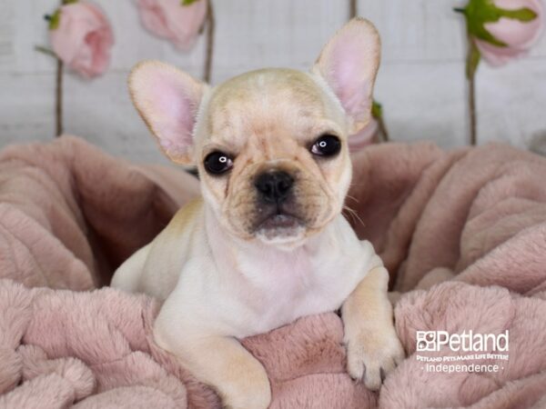 French Bulldog-DOG-Female-Cream-3613-Petland Lee's Summit, MO