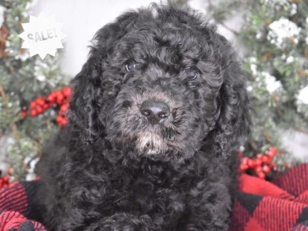 Labradoodle-DOG-Male-Black-3513-Petland Lee's Summit, MO