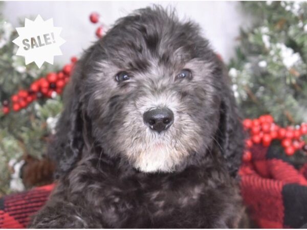 Labradoodle-DOG-Male-Black-3516-Petland Lee's Summit, MO