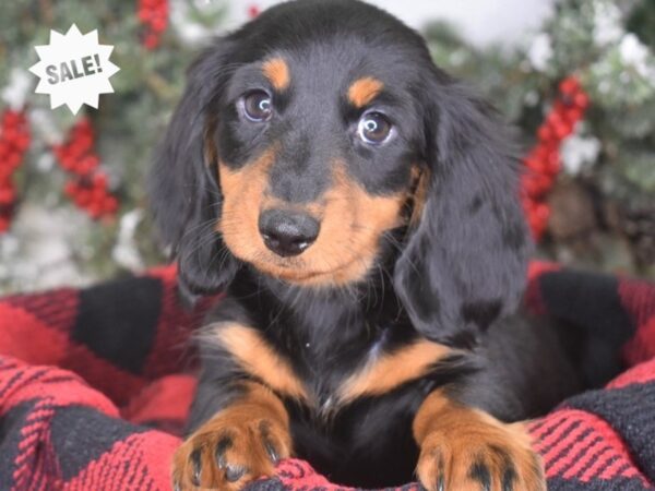 Dachshund-DOG-Male-Black & Tan, Longhaired-3456-Petland Lee's Summit, MO