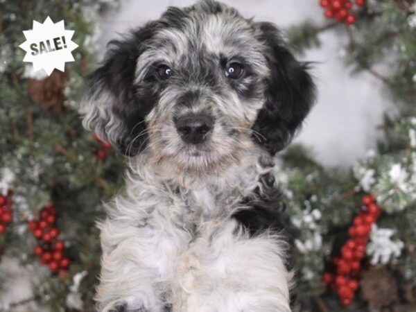 Goldendoodle-DOG-Female-Blue Merle-3469-Petland Lee's Summit, MO