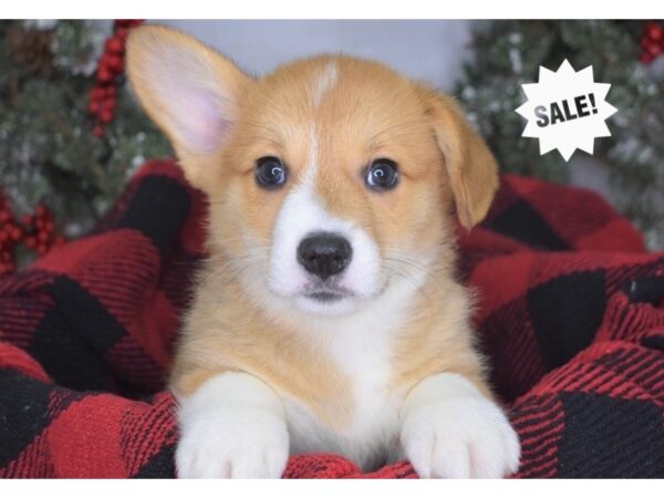 Pembroke Welsh Corgi-DOG-Male-Red & White-3450-Petland Lee's Summit, MO