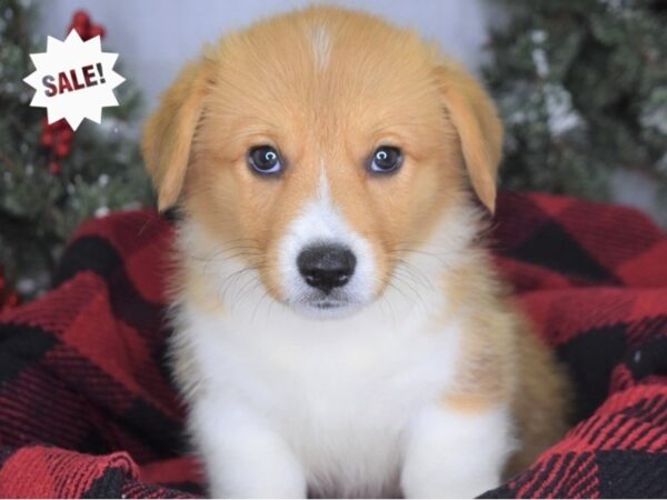 Pembroke Welsh Corgi-DOG-Male-Red & White-3452-Petland Lee's Summit, MO