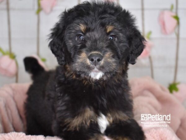 Bernadoodle-DOG-Female-Tricolor-3626-Petland Lee's Summit, MO