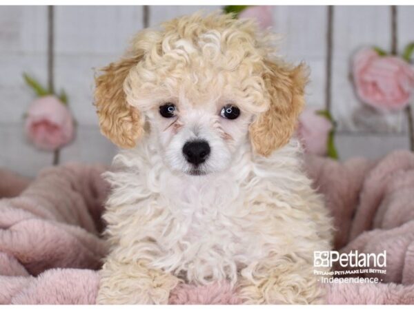 Toy Poodle-DOG-Male-Cream-3620-Petland Lee's Summit, MO