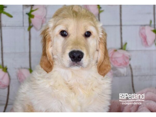 Golden Retriever-DOG-Male-Golden-3618-Petland Lee's Summit, MO
