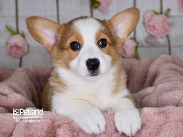 Pembroke Welsh Corgi-DOG-Male-Red & White-3628-Petland Lee's Summit, MO