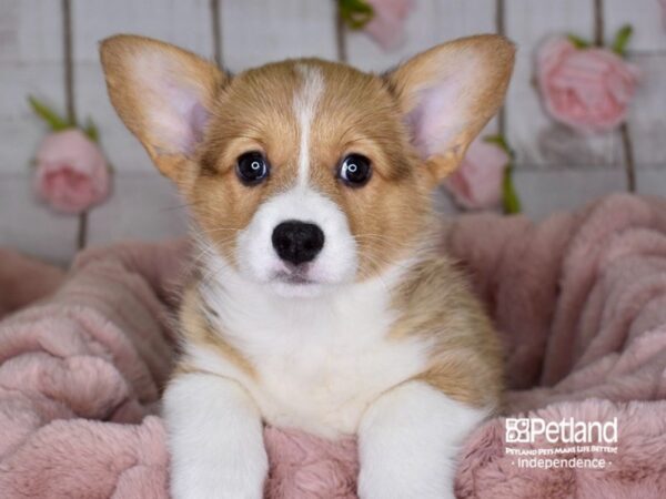 Pembroke Welsh Corgi-DOG-Female-Red & White-3629-Petland Lee's Summit, MO