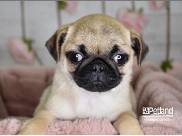 Pug-DOG-Female-Fawn-3631-Petland Lee's Summit, MO