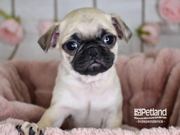 Pug-DOG-Male-Fawn-3630-Petland Lee's Summit, MO