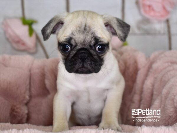 Pug-DOG-Female-Fawn-3621-Petland Lee's Summit, MO