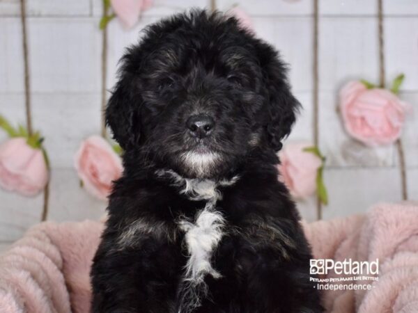 Bernadoodle-DOG-Male-Tricolor-3627-Petland Lee's Summit, MO