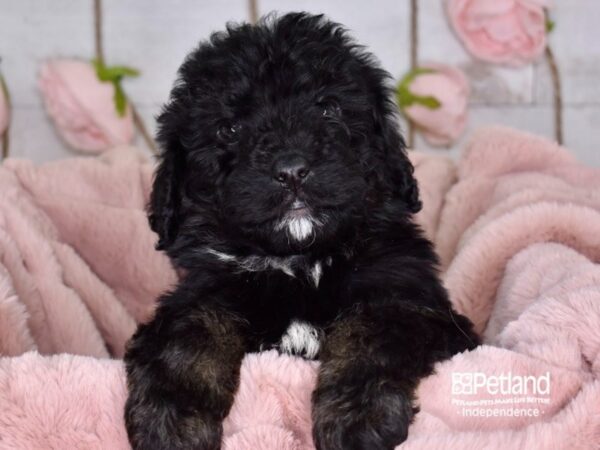 Bernadoodle-DOG-Male-Tri Color-3625-Petland Lee's Summit, MO