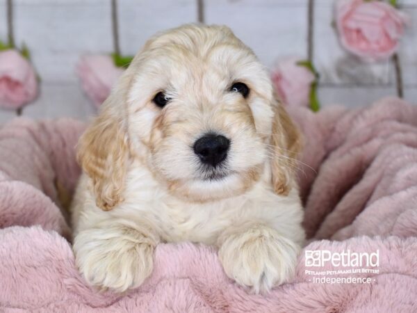 Miniature Goldendoodle-DOG-Male-Golden-3624-Petland Lee's Summit, MO