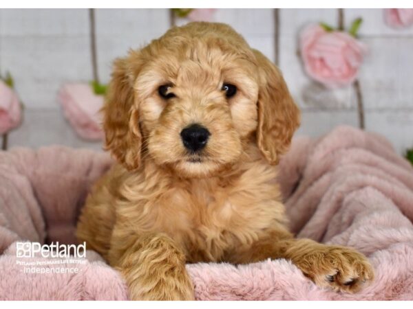 Miniature Goldendoodle-DOG-Female-Golden-3623-Petland Lee's Summit, MO
