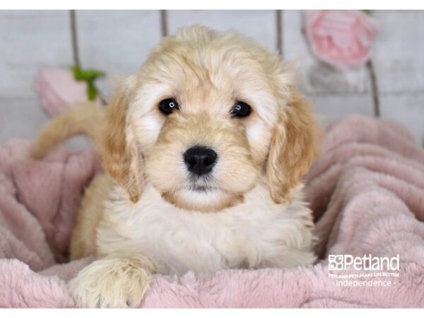 Miniature Goldendoodle-DOG-Female-Golden-3622-Petland Lee's Summit, MO
