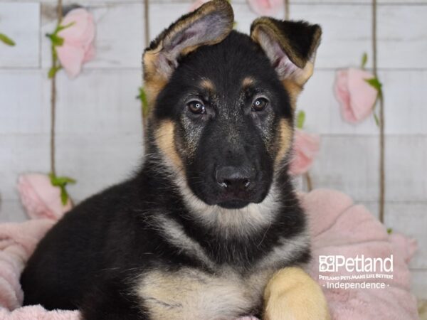 German Shepherd-DOG-Male-Black & Tan-3633-Petland Lee's Summit, MO