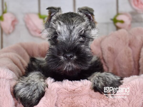 Miniature Schnauzer-DOG-Male-Black and Silver-3637-Petland Lee's Summit, MO