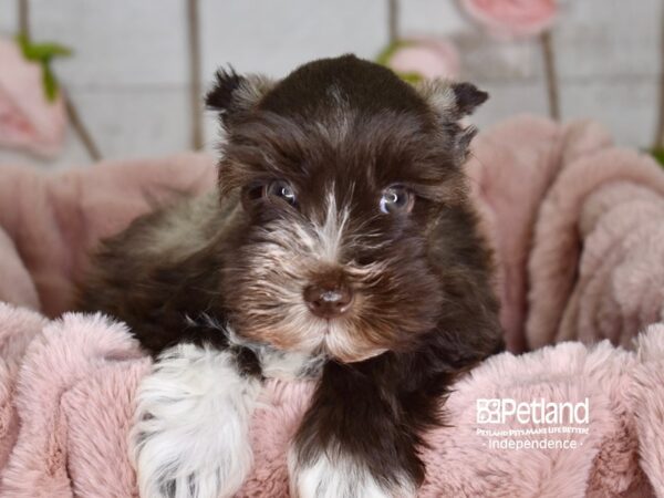 Miniature Schnauzer-DOG-Male-Chocolate-3638-Petland Lee's Summit, MO