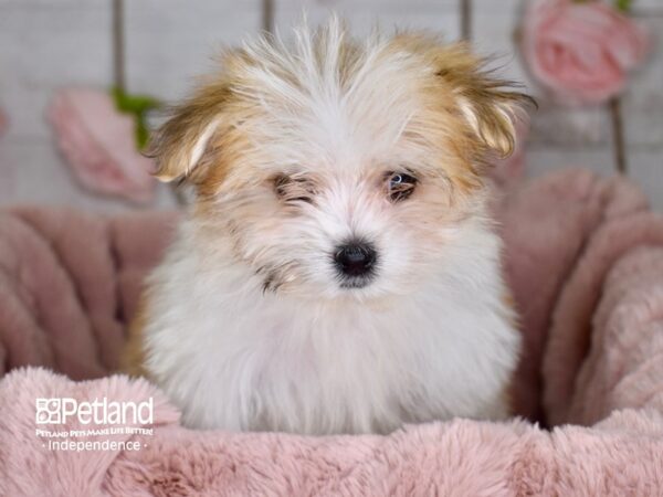Pom A Poo-DOG-Female-Tan & White-3642-Petland Lee's Summit, MO