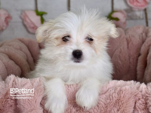 Pom A Poo-DOG-Female-Tan & White-3641-Petland Lee's Summit, MO