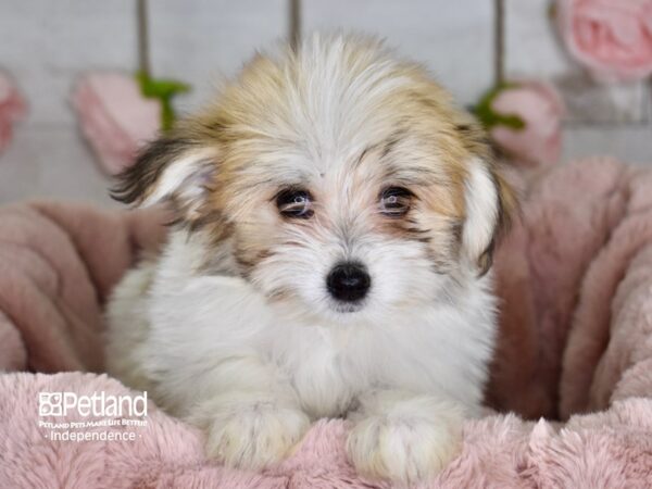 Pom A Poo-DOG-Male--3639-Petland Lee's Summit, MO