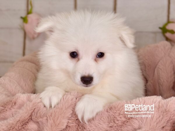 American Eskimo-DOG-Female-White-3643-Petland Lee's Summit, MO