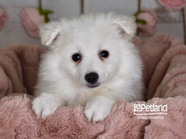American Eskimo-DOG-Female-White-3646-Petland Lee's Summit, MO