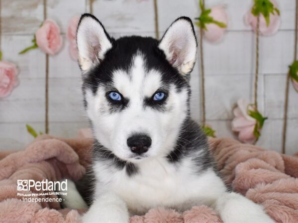 Siberian Husky-DOG-Male--3648-Petland Lee's Summit, MO