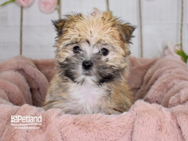 Morkie-DOG-Male--3649-Petland Lee's Summit, MO