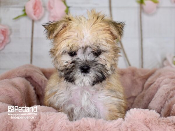 Morkie-DOG-Male--3650-Petland Lee's Summit, MO