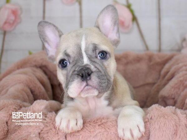 French Bulldog-DOG-Female-Blue Fawn Piebald-3653-Petland Lee's Summit, MO