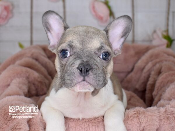 French Bulldog-DOG-Male-Blue Fawn Piebald-3651-Petland Lee's Summit, MO